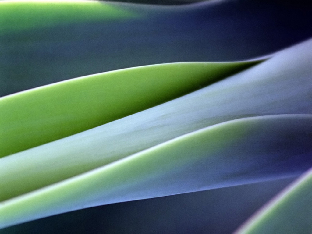 Close-up of plant stem