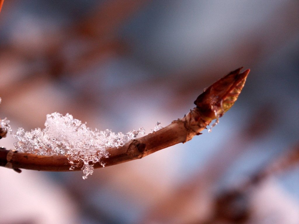 Ice crystals forming on a new bud